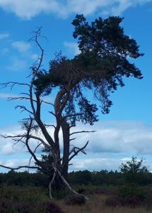 Leentje 11 Radio Kootwijk Heide